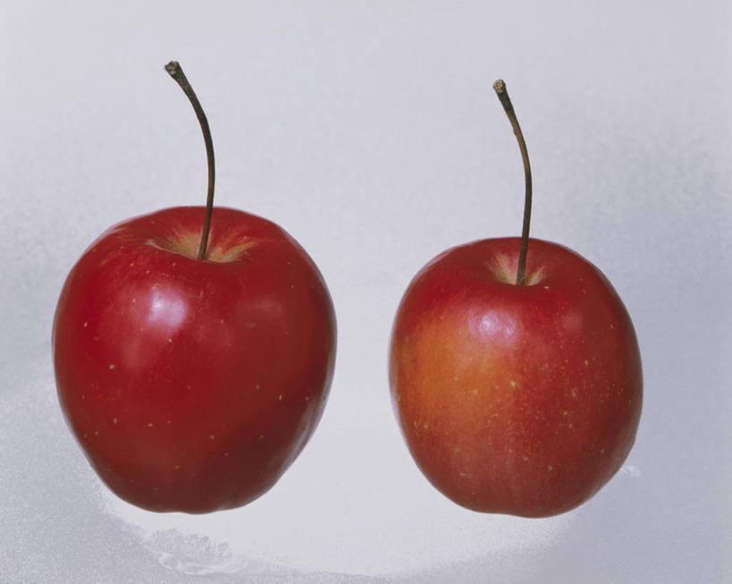 无人,横图,室内,特写,白天,白色背景,正面,苹果,水果,新鲜,生食,食品,果实,食物,两个,红色,红苹果,摄影,有机食品,绿色食品,影棚,彩图,影棚拍摄,拍摄