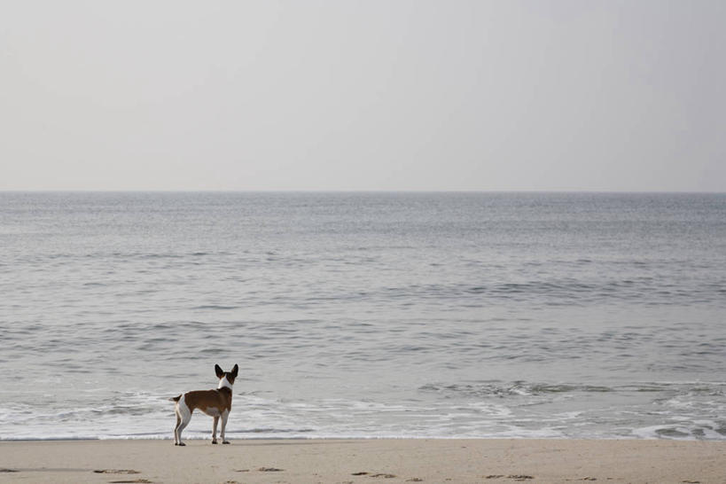 无人,站,横图,室外,白天,海浪,海洋,美景,沙滩,宠物,狗,德国,欧洲,阴影,光线,沙子,影子,海岸,景观,浪花,水平线,辽阔,海平线,沙地,注视,一只,背面,蓝色,蓝天,天空,阳光,自然,海水,动物,天,观察,看,站着,广阔,景色,可爱,晴朗,观看,一望无际,察看,西欧,关注,自然风光,海景,忠诚,万里无云,德意志联邦共和国,无边无际,一马平川,叙尔特岛,大海,风浪,海,海水的波动,海滩,近岸浪,涌浪,晴空,晴空万里,犬,站立,彩图,全身,北弗里西亚群岛,弗里西亚群岛,水天相接,水天一线