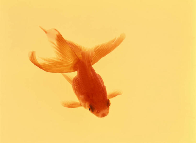 游泳,无人,横图,室内,特写,白天,正面,一条,黄色背景,金鱼,鱼,鱼类,红色,摄影,影棚,水生动物,水生物,观赏鱼,金鲫鱼,泅水,拍浮,彩图,全身,影棚拍摄,拍摄,淡水生物