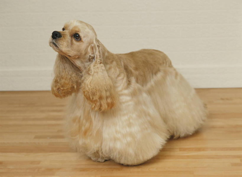 无人,站,横图,室内,白天,侧面,地板,宠物,狗,墙,猎犬,地面,注视,木地板,墙壁,墙面,一只,灰色,动物,观察,看,站着,可爱,观看,察看,关注,忠诚,犬,抬头,仰头,站立,彩图,全身,阿图瓦犬,小猎犬