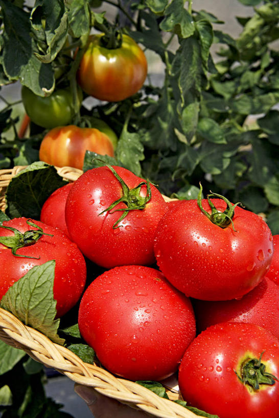 无人,农田,竖图,室外,特写,白天,正面,庄稼,农作物,美景,蔬菜,西红柿,阴影,新鲜,光线,扁担,影子,景观,食品,食物,阳光,自然,景色,有机食品,绿色食品,自然风光,农具,竹木用具,洋柿子,柑仔蜜,番茄,臭柿,彩图,耕地,庄稼田,六月柿,喜报三元