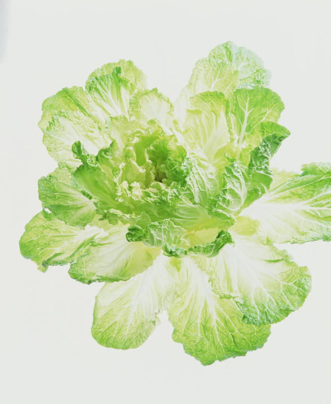无人,竖图,俯视,室内,特写,白天,白色背景,蔬菜,叶子,阴影,新鲜,反射,影子,大白菜,食品,绿叶,白菜,食物,嫩叶,摄影,有机食品,绿色食品,影棚,结球白菜,胶菜,叶,叶片,彩图,高角度拍摄,影棚拍摄,拍摄,黄芽白