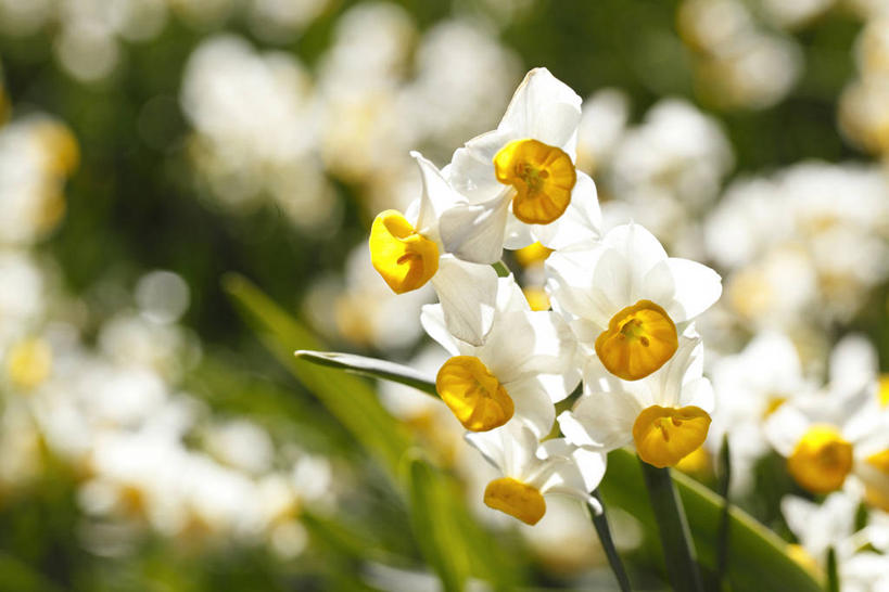 无人,横图,俯视,室外,特写,白天,爱情,陶醉,花海,花圃,美景,植物,水仙花,叶子,阴影,朦胧,模糊,盛开,光线,影子,景观,花蕾,花,花瓣,花朵,花卉,鲜花,绿色,阳光,自然,花丛,花束,花田,花苞,花蕊,景色,自然风光,记忆,金盏银台,玉玲珑,女史花,雅蒜,天蒜,敬意,自恋,黄水仙,喇叭水仙,凌波仙子,水仙,天葱,彩图,高角度拍摄