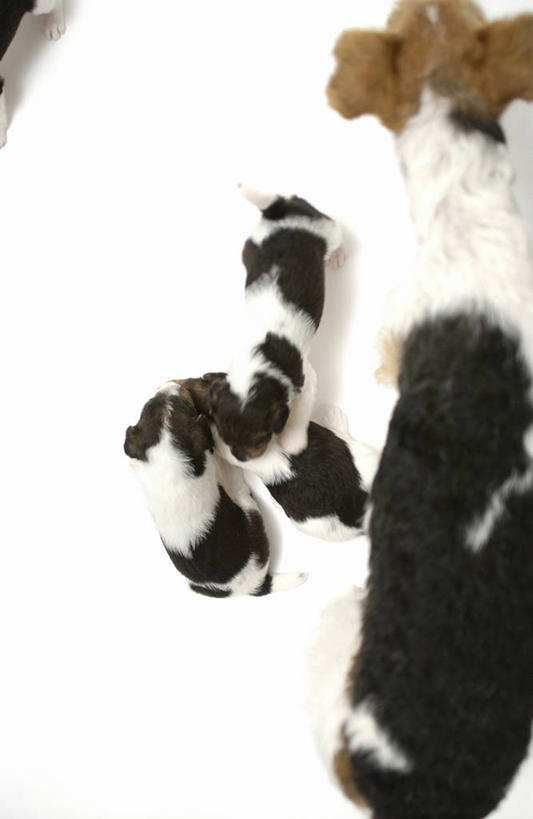 无人,站,竖图,俯视,室内,特写,白天,白色背景,宠物,狗,四只,动物,站着,可爱,摄影,影棚,猎狐犬,忠诚,英国猎狐犬,犬,站立,半身,彩图,高角度拍摄,影棚拍摄,拍摄