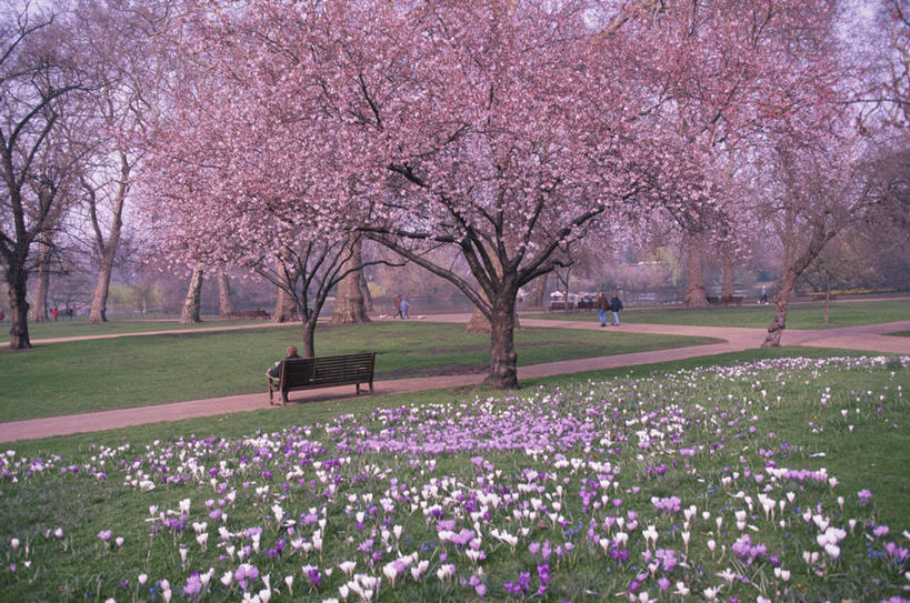 无人,公园,横图,室外,白天,正面,旅游,度假,幸福,纯洁,草地,草坪,花海,花圃,美景,树林,植物,道路,路,樱花,叶子,椅子,英国,欧洲,伦敦,阴影,盛开,光线,影子,木椅,景观,小路,交通,首都,花蕾,娱乐,草,花,花瓣,花朵,花卉,鲜花,树,树木,粉色,绿色,阳光,自然,花丛,花束,花田,花苞,花蕊,享受,休闲,景色,放松,生长,成长,等待,生命,西欧,自然风光,大不列颠,大不列颠及北爱尔兰联合王国,仙樱花,福岛樱,青肤樱,高尚,热烈,雾都,圣詹姆斯公园,荆桃,彩图,大不列颠王国,大英帝国,联合王国,日不落帝国