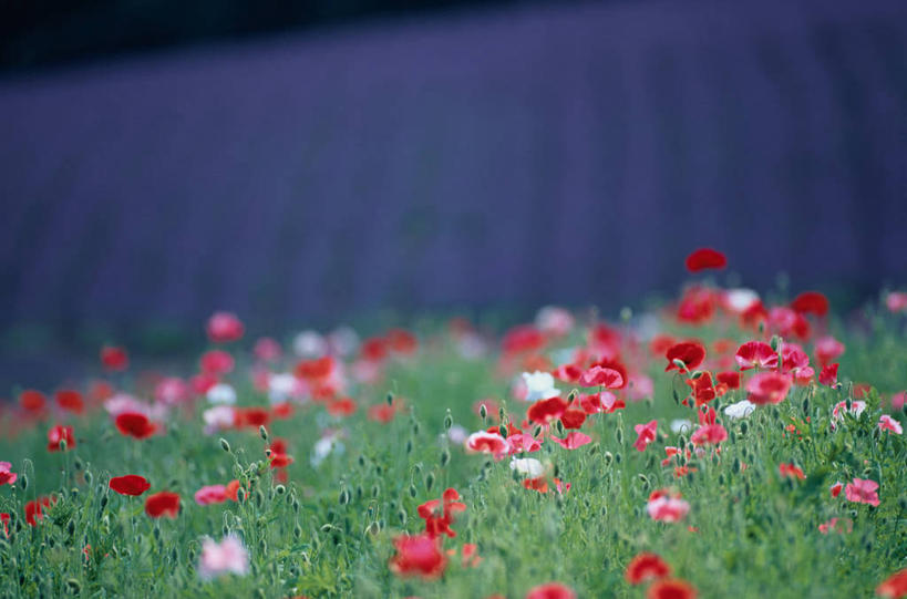 无人,横图,室外,特写,白天,正面,爱情,草地,草坪,花海,花圃,美景,植物,叶子,北海道,日本,亚洲,阴影,朦胧,模糊,盛开,光线,影子,景观,浪漫,花蕾,草,花,花瓣,花朵,花卉,鲜花,绿色,阳光,自然,香草,花丛,花束,花田,花苞,花蕊,薰衣草,景色,自然风光,呼吸,东亚,日本国,北海道地方,北海道岛,灵香草,黄香草,奇迹,道北,彩图,空知郡,上川综合振兴局,振兴局,中富良野町,上川支厅