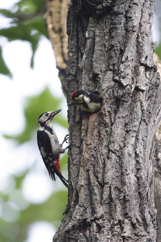 无人,站,竖图,室外,白天,侧面,美景,鸟,啄木鸟,阴影,朦胧,模糊,光线,鸟类,影子,景观,树桩,注视,停留,树,树干,一只,阳光,自然,观察,看,站着,木桩,景色,观看,停止,察看,关注,自然风光,白花啄木鸟,臭奔得儿木,大斑啄木鸟,叼木冠,花奔得儿木,花啄木,啄木冠,逗留,停顿,森林医生,站立,彩图,全身,益鸟