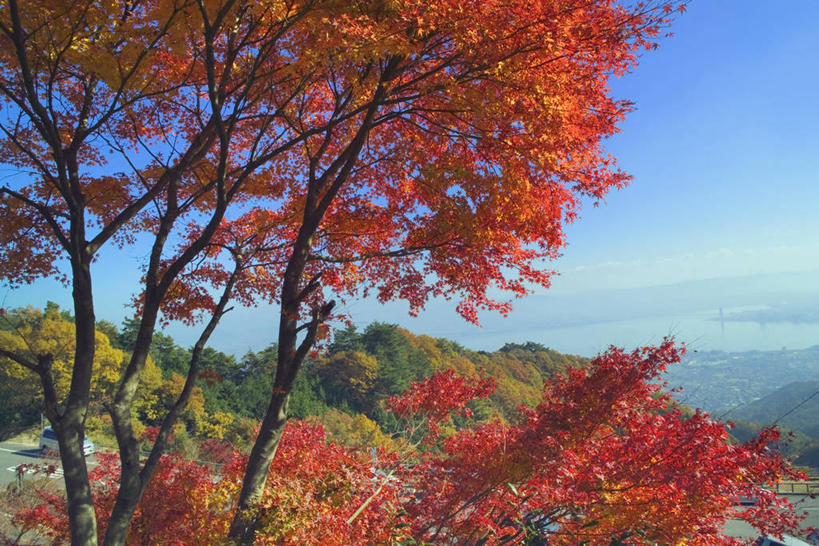 无人,横图,室外,白天,正面,旅游,度假,美景,秋季,森林,山,山脉,树林,植物,日本,亚洲,阴影,光线,影子,景观,山峰,云,云朵,山峦,云彩,娱乐,树,树木,蓝色,绿色,白云,蓝天,天空,阳光,自然,群山,天,享受,休闲,景色,放松,生长,晴朗,成长,自然风光,东亚,本州,本州岛,日本国,近畿地方,近畿,滋贺,滋贺县,县厅,大津市,晴空,秋,秋天,彩图,大津,比睿山