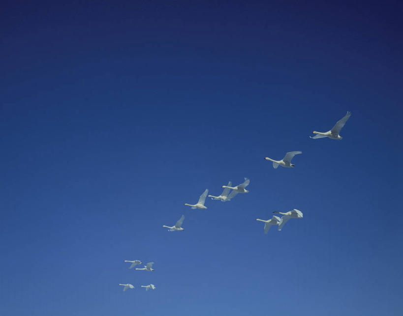 无人,横图,室外,白天,仰视,美景,鸟,野生动物,天鹅,北海道,日本,亚洲,飞翔,伸展,张开,展翅,阴影,飞行,光线,翅膀,鸟类,影子,景观,翱翔,注视,飞,蓝色,蓝天,天空,阳光,自然,动物,天,观察,看,景色,可爱,晴朗,观看,察看,关注,自然风光,东亚,张开翅膀,万里无云,日本国,北海道地方,北海道岛,川上郡,钏路支厅,弟子屈町,展开翅膀,晴空,晴空万里,鹄,彩图,低角度拍摄,全身,振兴局,钏路综合振兴局,道东