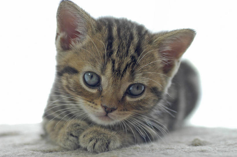 无人,横图,室内,特写,白天,正面,宠物,虎斑猫,猫,阴影,朦胧,模糊,反射,影子,注视,一只,动物,观察,看,趴着,可爱,搭,观看,察看,搭着,关注,猫咪,趴,彩图,全身