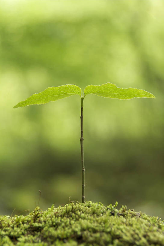 无人,竖图,室外,特写,白天,正面,美景,植物,阴影,朦胧,模糊,光线,影子,景观,青苔,发芽,苔藓,绿色,阳光,自然,景色,生长,成长,自然风光,抽芽,彩图