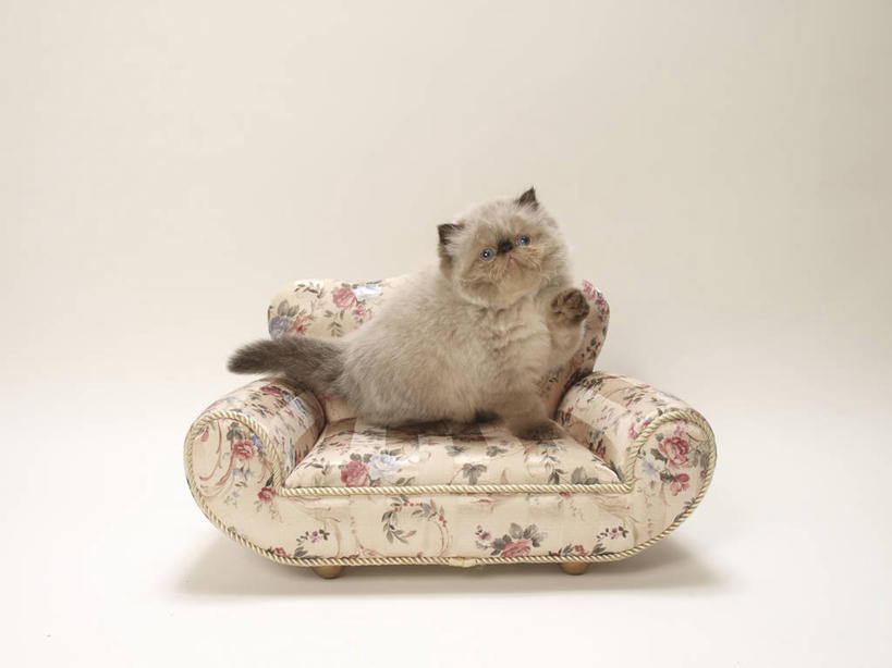 无人,横图,室内,白天,白色背景,正面,沙发,宠物,猫,阴影,反射,影子,注视,一只,动物,观察,看,趴着,可爱,摄影,影棚,观看,察看,关注,猫咪,布艺沙发,喜马拉雅猫,趴,彩图,全身,影棚拍摄,拍摄