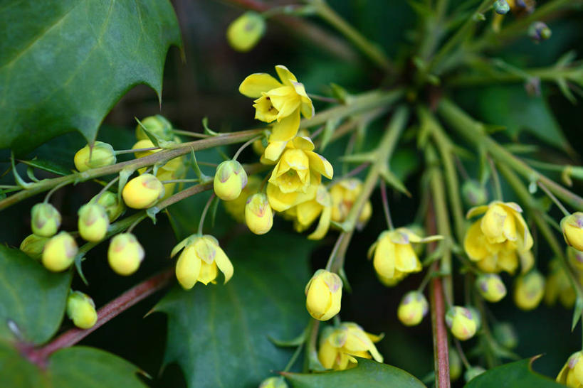 无人,横图,室外,特写,白天,正面,花海,花圃,美景,植物,叶子,阴影,朦胧,模糊,盛开,光线,影子,景观,花蕾,花,花瓣,花朵,花卉,鲜花,黄色,绿色,阳光,自然,花丛,花束,花田,花苞,花蕊,景色,自然风光,彩图,十大功劳,台湾十大功劳