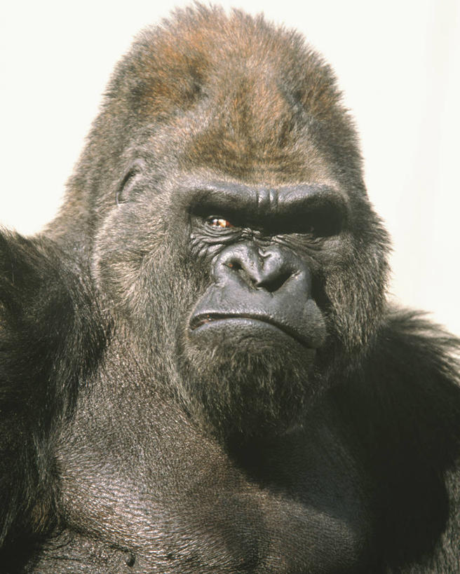 头,无人,竖图,室外,特写,白天,正面,哺乳动物,野生动物,猩猩,注视,一只,动物,观察,看,鬼脸,观看,察看,关注,大猩猩,金刚猩猩,头部,半身,彩图