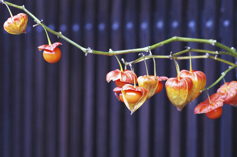 无人,横图,室外,特写,白天,正面,美景,植物,朦胧,模糊,景观,枝条,树,树木,树枝,红色,绿色,自然,景色,生长,成长,自然风光,冬樱花,虬枝,枝杈,悸动,冬海棠,高盆樱,彩图