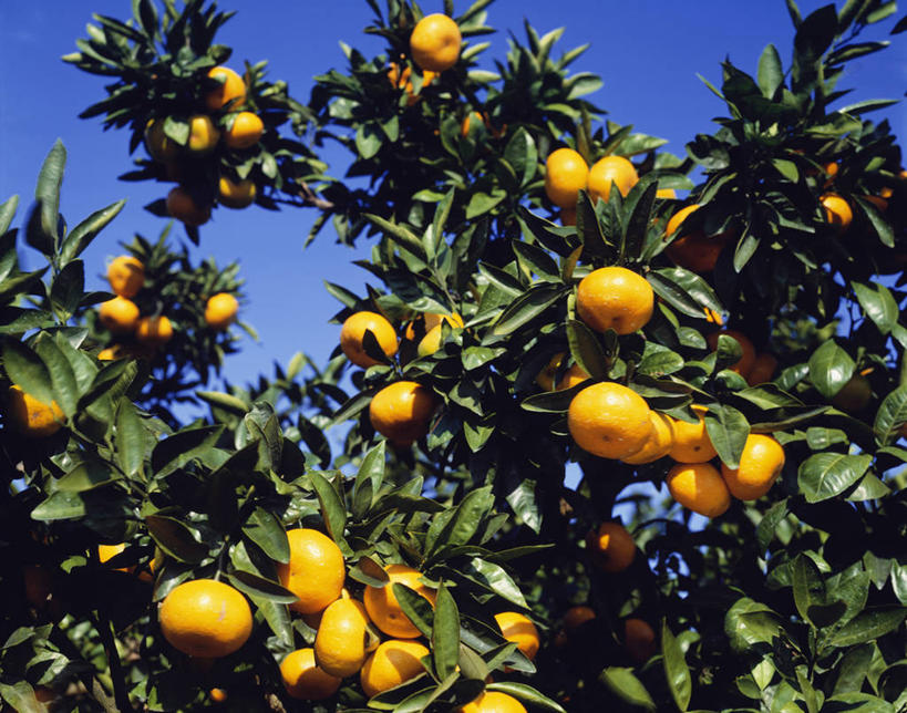 无人,果园,横图,室外,白天,仰视,旅游,度假,美景,田园,植物,柑橘,水果,神奈川,日本,亚洲,阴影,新鲜,光线,影子,景观,生食,食品,果实,果树,神奈川县,娱乐,树,树木,食物,黄色,蓝色,绿色,蓝天,天空,阳光,自然,天,享受,休闲,景色,放松,有机食品,绿色食品,生长,晴朗,成长,自然风光,东亚,本州,万里无云,田庄,关东地方,本州岛,日本国,园子,柑桔,晴空,晴空万里,橘子,桔子,彩图,低角度拍摄,大红蜜橘,大红袍,红橘,黄橘,宽皮橘,小田原,小田原市