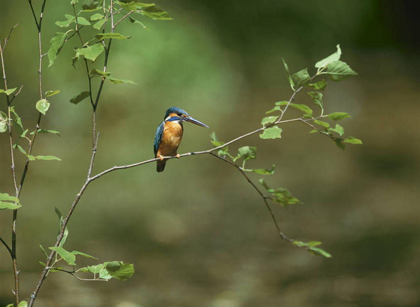 无人,站,横图,室外,白天,正面,湖,湖泊,美景,水,植物,翠鸟,鸟,叶子,朦胧,模糊,鸟类,湖面,景观,水流,水面,绿叶,枝条,注视,树,树木,树枝,一只,绿色,自然,湖水,观察,看,站着,嫩叶,景色,生长,成长,观看,察看,关注,自然风光,虬枝,枝杈,普通翠鸟,叶,叶片,鱼虎,鱼狗,秦椒嘴,大翠鸟,站立,彩图,全身