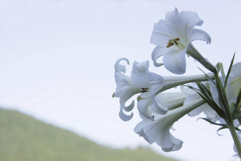 无人,横图,室外,特写,白天,仰视,美景,百合花,朦胧,模糊,盛开,景观,花蕾,花,花瓣,花朵,鲜花,白色,天空,自然,天,花苞,花蕊,景色,自然风光,强瞿,百合蒜,倒仙,番韭,山丹,彩图,低角度拍摄,白百合,白花百合,圣母百合