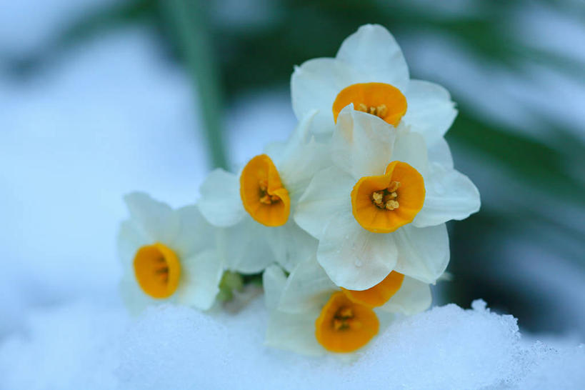 无人,横图,室外,特写,白天,正面,爱情,陶醉,美景,雪,大雪,水仙花,叶子,朦胧,模糊,盛开,积雪,景观,雪景,冬季,冬天,绿叶,花蕾,花,花瓣,花朵,鲜花,黄色,白色,自然,花苞,花蕊,嫩叶,景色,寒冷,自然风光,记忆,金盏银台,玉玲珑,女史花,雅蒜,天蒜,严寒,敬意,自恋,黄水仙,喇叭水仙,凌波仙子,水仙,天葱,叶,叶片,彩图
