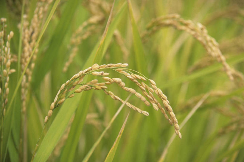 无人,农田,横图,室外,特写,白天,正面,农业,庄稼,农作物,美景,阴影,丰收,朦胧,模糊,光线,影子,稻田,景观,阳光,自然,景色,收获,自然风光,彩图,耕地,庄稼田