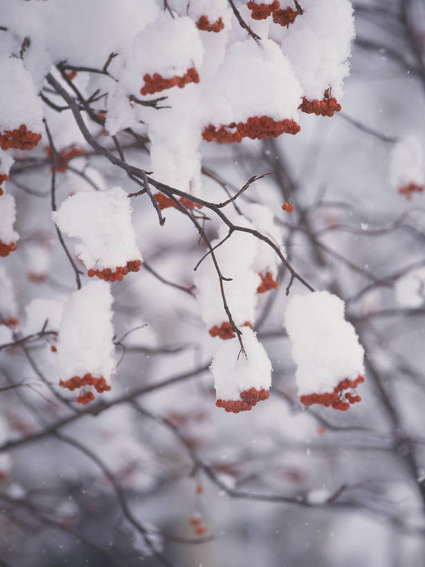 无人,竖图,室外,白天,正面,美景,树林,雪,植物,大雪,水果,朦胧,模糊,新鲜,积雪,景观,雪景,冬季,冬天,生食,食品,果实,枝条,树,树木,树枝,食物,绿色,自然,景色,寒冷,有机食品,绿色食品,生长,成长,自然风光,恶心,严寒,虬枝,枝杈,彩图