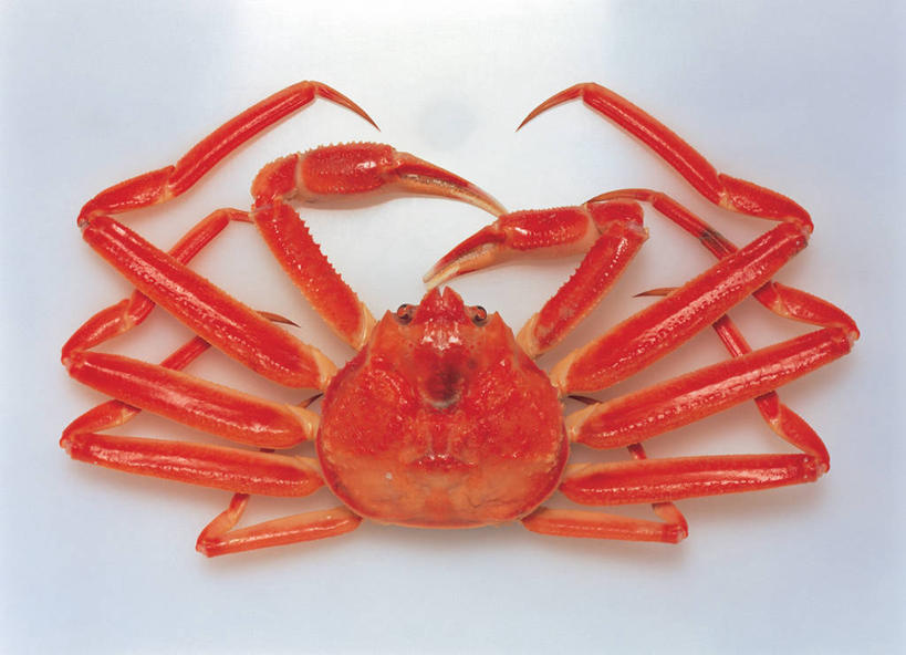 蟹,无人,横图,室内,特写,白天,白色背景,正面,阴影,反射,皇后蟹,螃蟹,影子,一只,红色,趴着,摄影,影棚,皮匠蟹,雪蟹,甲壳动物,趴,彩图,全身,影棚拍摄,拍摄