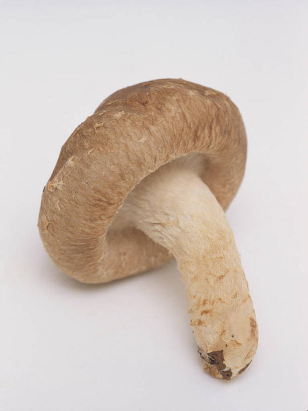 无人,竖图,俯视,室内,特写,白天,白色背景,蔬菜,阴影,新鲜,反射,影子,菌菇,蘑菇,食品,菌类,食物,一个,白色,食用菌,摄影,有机食品,绿色食品,影棚,单个,真菌,白蘑菇,洋蘑菇,草腐菌,二孢蘑菇,双孢蘑菇,彩图,高角度拍摄,影棚拍摄,拍摄