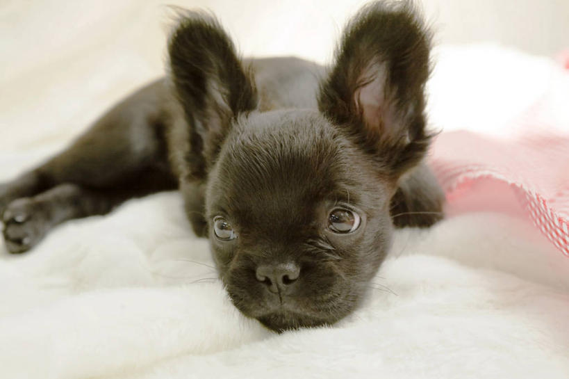 无人,横图,室内,白天,正面,床,卧室,宠物,狗,阴影,朦胧,模糊,反射,影子,床单,注视,北京犬,狮子狗,被子,一只,黑色,动物,观察,看,趴着,可爱,单人床,观看,察看,被单,关注,忠诚,北京宫廷犬,京巴,犬,趴,半身,彩图,睡房,卧房