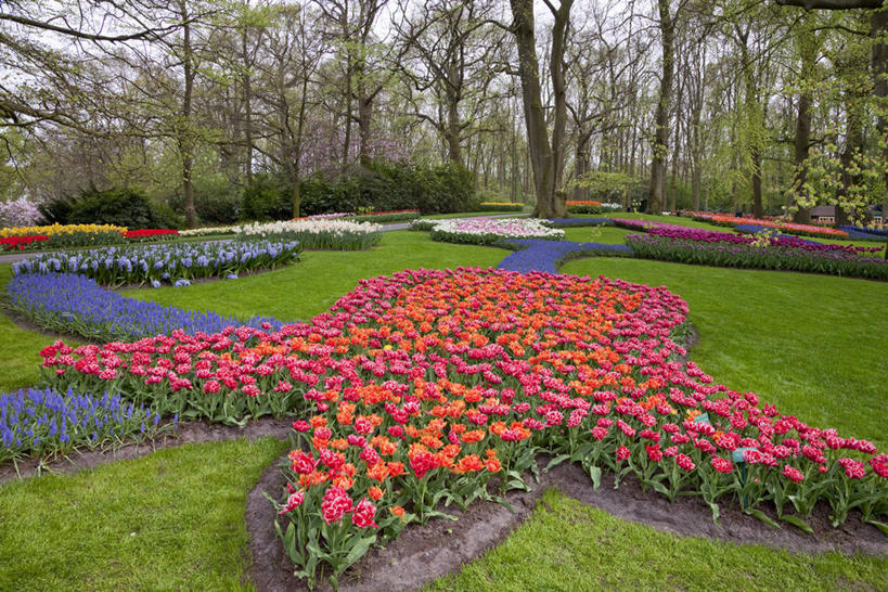 无人,横图,室外,白天,正面,爱情,旅游,度假,草地,草坪,花海,花圃,美景,树林,植物,郁金香,叶子,欧洲,荷兰,阴影,盛开,光线,影子,景观,首都,祝福,花蕾,娱乐,草,花,花瓣,花朵,花卉,鲜花,树,树木,绿色,天空,阳光,自然,花丛,花束,花田,天,花苞,花蕊,享受,休闲,景色,放松,生长,成长,表白,西欧,自然风光,荣誉,阿姆斯特丹,永恒,荷兰王国,尼德兰王国,库肯霍夫花园,北荷兰省,郁香,洋荷花,草麝香,彩图