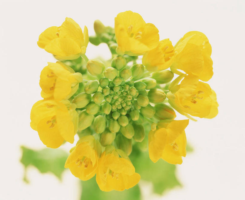 无人,横图,室内,特写,白天,白色背景,正面,许多,朦胧,模糊,盛开,很多,花蕾,花,花瓣,花朵,鲜花,花苞,花蕊,油菜花,摄影,影棚,彩图,影棚拍摄,拍摄,芸苔,芸薹