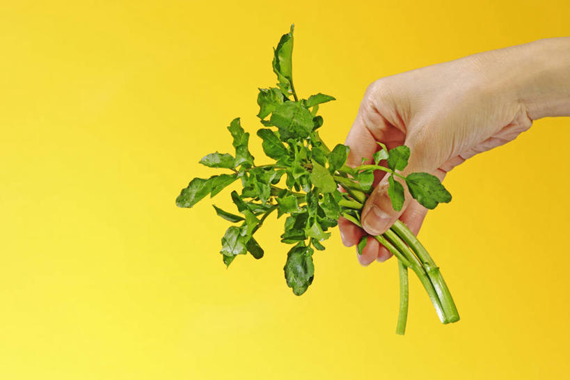 东方人,手,一个人,横图,室内,特写,白天,正面,蔬菜,亚洲,仅一个年轻女性,仅一个女性,仅一个人,握,阴影,黄色背景,新鲜,反射,影子,食品,黄种人,食物,手部,握着,摄影,有机食品,绿色食品,影棚,单手,豆瓣菜,水蔊菜,水田芥菜,水茼蒿,西洋菜,年轻女性,女人,女性,亚洲人,半身,彩图,影棚拍摄,拍摄,水芥菜,水田芥,水田芹