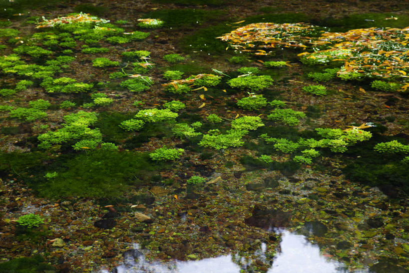 无人,横图,俯视,室外,白天,旅游,度假,湖,湖泊,美景,水,植物,日本,亚洲,阴影,光线,影子,湖面,景观,水流,水面,浮萍,娱乐,绿色,阳光,自然,湖水,享受,休闲,景色,放松,生长,成长,自然风光,水生植物,东亚,本州,本州岛,日本国,中国地方,冈山,冈山县,彩图,高角度拍摄,青萍