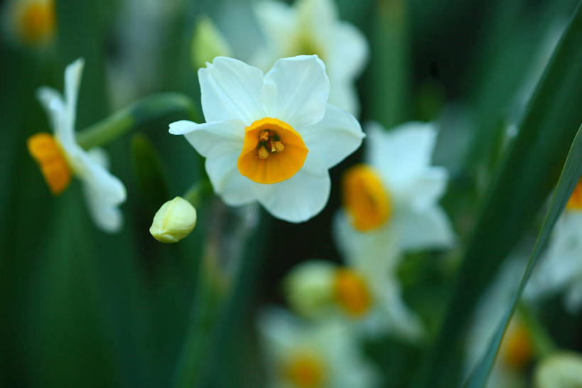 无人,横图,室外,特写,白天,正面,爱情,陶醉,美景,水仙花,叶子,朦胧,模糊,盛开,景观,绿叶,花蕾,花,花瓣,花朵,鲜花,黄色,白色,自然,花苞,花蕊,嫩叶,景色,自然风光,记忆,金盏银台,玉玲珑,女史花,雅蒜,天蒜,敬意,自恋,黄水仙,喇叭水仙,凌波仙子,水仙,天葱,叶,叶片,彩图