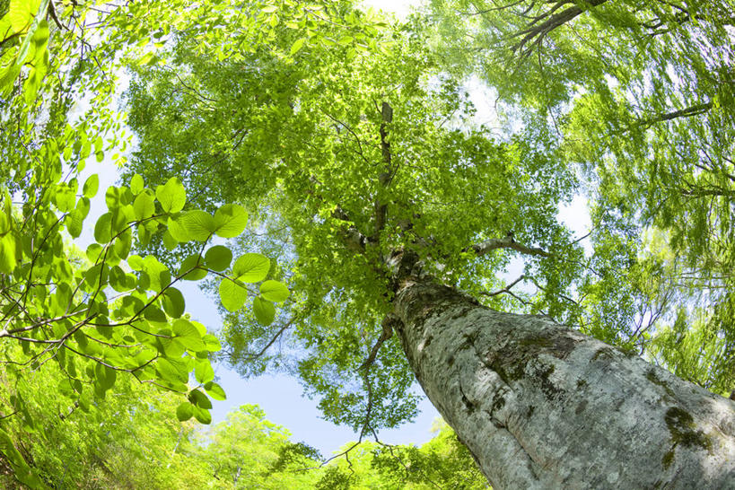 无人,横图,室外,白天,广角镜头,鱼眼镜头,仰视,美景,森林,树林,植物,阴影,光线,影子,景观,树,树木,绿色,阳光,自然,景色,生长,成长,自然风光,彩图,低角度拍摄