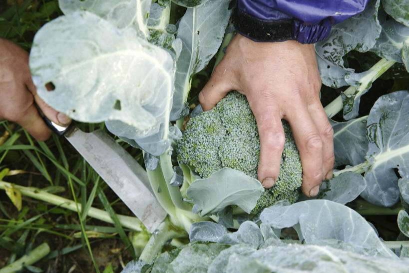 东方人,手,一个人,横图,俯视,室外,特写,白天,蔬菜,亚洲,双手,仅一个年轻女性,仅一个女性,仅一个人,一把,握,阴影,服装,新鲜,光线,影子,西兰花,食品,黄种人,食物,衣服,紫色,阳光,手部,握着,服饰,有机食品,绿色食品,衣着,穿着,镰刀,农具,耕具,衣饰,甘蓝花,割刀,年轻女性,女人,女性,亚洲人,半身,彩图,高角度拍摄,绿菜花,绿花菜,青花菜,蔬菜皇冠