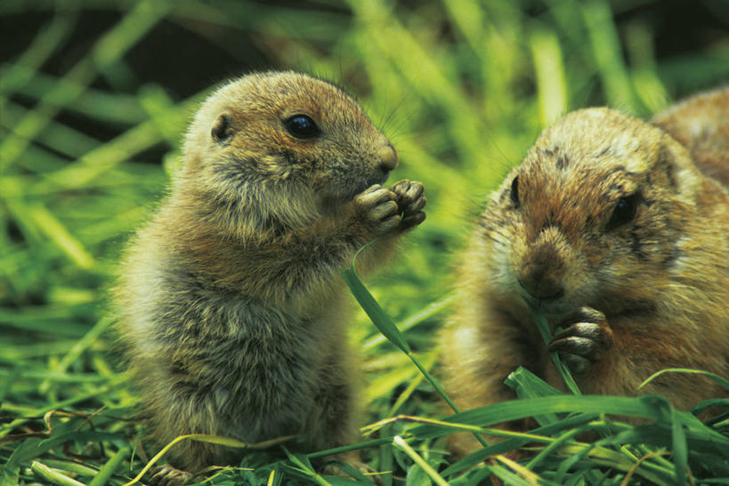 无人,站,吃,横图,室外,特写,白天,正面,草地,草坪,美景,植物,野生动物,握,阴影,朦胧,模糊,光线,影子,景观,注视,草,绿色,阳光,自然,动物,观察,看,站着,两只,景色,可爱,握着,活泼,观看,察看,关注,自然风光,土拨鼠,旱獭,天竺鼠,黑尾草原犬鼠,黑尾牧鼠,黑尾土拨鼠,嚼,食,站立,半身,彩图
