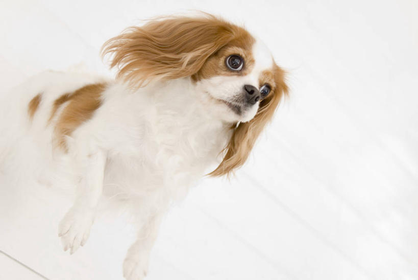 无人,横图,俯视,室内,白天,白色背景,宠物,狗,奔驰,注视,骑士查理王猎犬,一只,动物,奔跑,观察,看,可爱,摄影,影棚,观看,察看,关注,查理士王小猎犬,查理王小猎犬,骑士查理王犬,犬,彩图,高角度拍摄,全身,影棚拍摄,拍摄