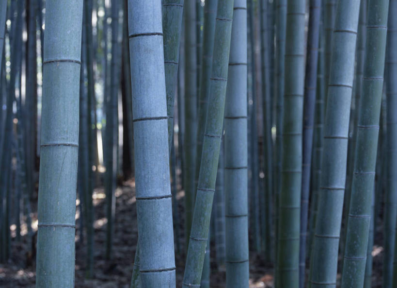 无人,横图,室外,白天,正面,纯洁,美景,竹子,阴影,光线,影子,景观,竹林,阳光,自然,景色,高雅,自然风光,奉献,质朴,正直,担当,竹,彩图,江南竹,毛竹,茅竹,孟宗竹,楠竹,奋进,操守,四君子,岁寒三友,性坚,虚怀,虚心,善群,卓尔