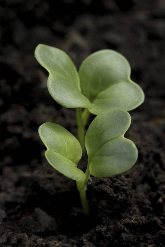 无人,竖图,俯视,室外,特写,白天,叶子,阴影,生气,朦胧,模糊,反射,影子,泥土,土壤,绿叶,幼苗,嫩芽,嫩叶,活力,朝气,生机,希望,两株,新苗,叶,叶片,彩图,高角度拍摄