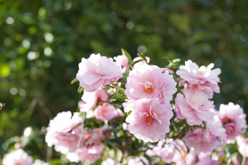 无人,横图,室外,白天,正面,美景,植物,山茶花,叶子,阴影,朦胧,模糊,盛开,光线,影子,景观,绿叶,枝条,花蕾,花,花瓣,花朵,鲜花,树,树木,树枝,粉色,绿色,阳光,自然,花苞,花蕊,嫩叶,景色,生长,成长,自然风光,玉茗花,耐冬,海石榴,茶梅,虬枝,枝杈,茶花,叶,叶片,彩图