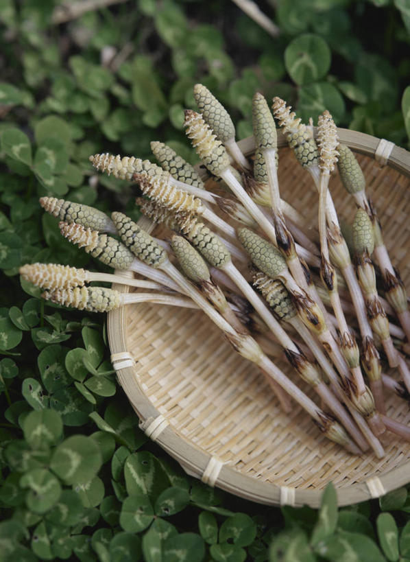 无人,交叉,竖图,俯视,室外,特写,白天,幸福,美景,竹子,叶子,阴影,竹制,编织,反射,篮子,影子,景观,三叶草,绿叶,一个,自然,竹篮,嫩叶,景色,马尾,单个,竹条,交织,竹制品,自然风光,车轴草,苜蓿,问荆,接续草,公母草,搂接草,空心草,马蜂草,猪鬃草,黄蚂草,节节草,接骨草,穿插,叶,叶片,彩图,高角度拍摄,木贼,马尾植物