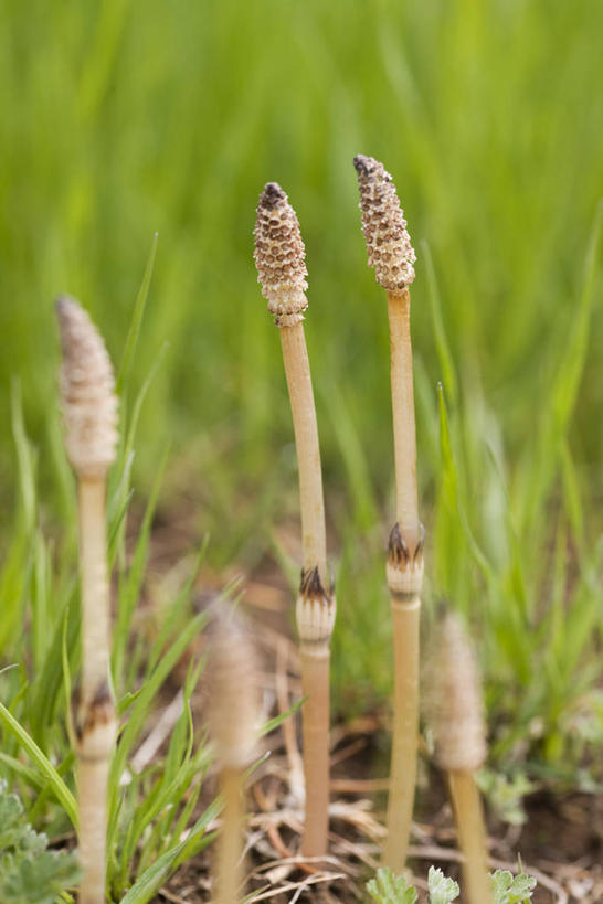 无人,竖图,室外,特写,白天,正面,美景,叶子,朦胧,模糊,景观,绿叶,自然,嫩叶,景色,马尾,自然风光,问荆,接续草,公母草,搂接草,空心草,马蜂草,猪鬃草,黄蚂草,节节草,接骨草,叶,叶片,彩图,木贼,马尾植物