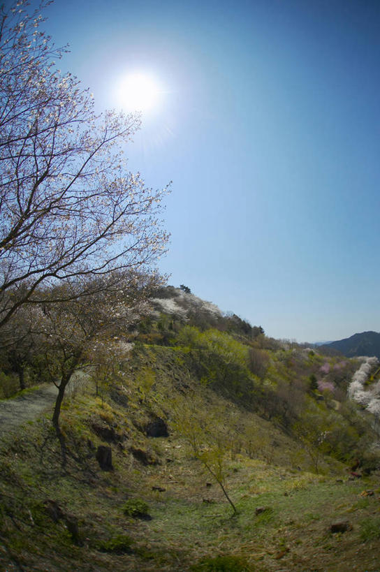 无人,竖图,室外,白天,正面,旅游,度假,幸福,纯洁,草地,草坪,美景,植物,樱花,日本,亚洲,阴影,盛开,光线,影子,景观,花蕾,娱乐,草,花,花瓣,花朵,鲜花,树,树木,蓝色,绿色,蓝天,天空,阳光,自然,天,花苞,花蕊,享受,休闲,景色,放松,生长,晴朗,成长,等待,生命,自然风光,东亚,本州,万里无云,关东地方,本州岛,日本国,栃木,栃木县,藤冈町,仙樱花,福岛樱,青肤樱,高尚,热烈,晴空,晴空万里,荆桃,彩图,下都贺郡