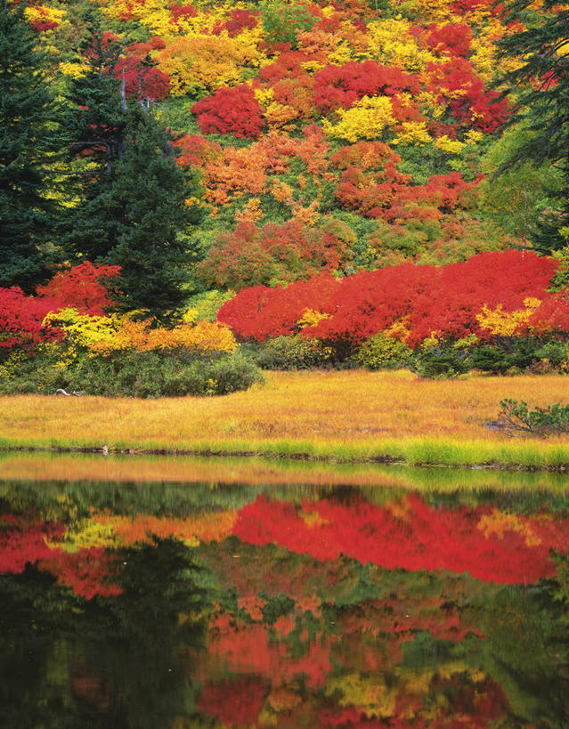无人,竖图,室外,白天,正面,旅游,度假,草地,草坪,湖,湖泊,美景,秋季,树林,水,植物,松树,叶子,北海道,日本,亚洲,波纹,湖面,景观,水流,水面,枯叶,落叶,涟漪,娱乐,草,树,树木,绿色,倒影,水纹,自然,波浪,湖水,享受,休闲,景色,放松,生长,成长,倒映,自然风光,坚定,东亚,日本国,水晕,北海道地方,北海道岛,长寿,贞洁,反照,叶,叶片,秋,秋天,彩图