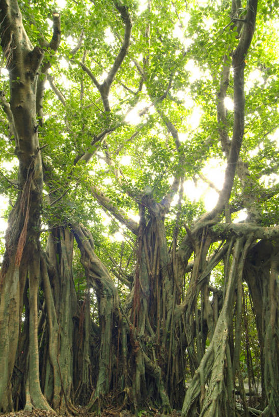 无人,竖图,室外,白天,仰视,旅游,度假,美景,森林,树林,植物,叶子,阴影,光线,影子,景观,绿叶,树根,树桩,娱乐,树,树干,树木,绿色,阳光,自然,享受,休闲,嫩叶,木桩,景色,放松,生长,成长,自然风光,叶,叶片,彩图,低角度拍摄