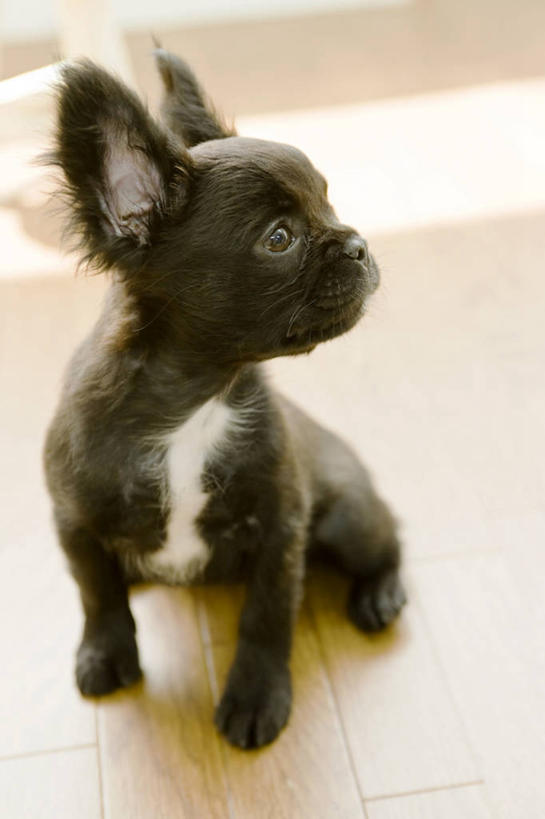 无人,蹲,竖图,室内,白天,正面,宠物,狗,阴影,朦胧,模糊,反射,影子,扭头,注视,北京犬,狮子狗,一只,动物,观察,看,转头,可爱,观看,察看,关注,忠诚,北京宫廷犬,京巴,犬,蹲着,彩图,全身