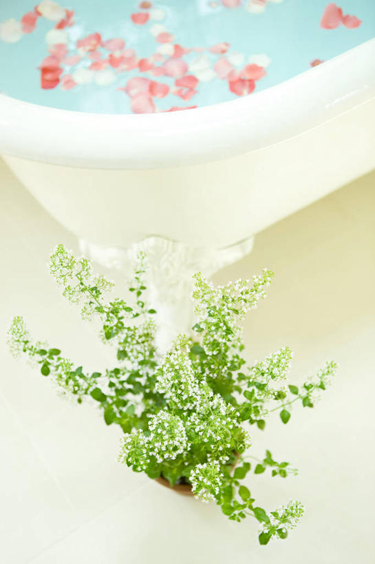 无人,竖图,俯视,室内,特写,白天,水,植物,卫生间,浴室,阴影,朦胧,模糊,盛开,反射,盆栽,液体,影子,水滴,盆景,花蕾,花,花瓣,花朵,鲜花,绿色,自然,浴缸,花苞,花蕊,生长,成长,卫浴设备,九层塔,节节草,水管装置,淋浴房,彩图,高角度拍摄,冲凉房,沐浴间,沐浴室,熊胆草,苦地胆,风轮菜,蜂窝草