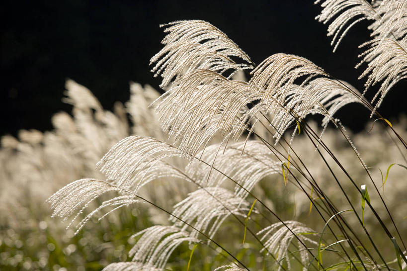 无人,横图,室外,特写,白天,正面,美景,日本,亚洲,阴影,朦胧,模糊,光线,影子,景观,芒草,阳光,自然,景色,自然风光,东亚,五节芒,日本国,管草,管芒,寒芒,彩图
