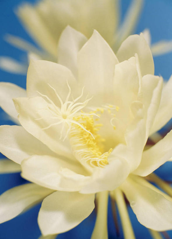 无人,竖图,俯视,室内,特写,白天,阴影,蓝色背景,朦胧,模糊,盛开,反射,影子,花蕾,花,花瓣,花朵,鲜花,两朵,白色,花苞,花蕊,摄影,影棚,昙花,永恒,短暂,瞬间,刹那,鬼仔花,韦陀花,月下美人,夜会草,彩图,高角度拍摄,影棚拍摄,拍摄