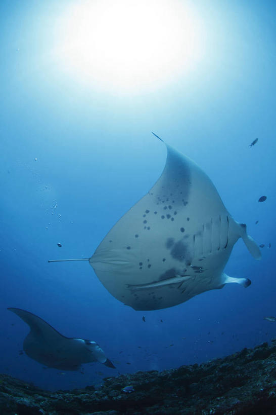 游泳,海鲜,无人,竖图,室外,白天,仰视,海底,水下,海浪,海洋,美景,两条,鱼,景观,浪花,水底,注视,水产,鱼类,海洋生物,自然,海水,观察,看,景色,海底世界,观看,鳐鱼,察看,关注,自然风光,水生动物,海产品,水生物,海景,海底动物,魟鱼,魔鬼鱼,蝠鲼,泅水,拍浮,大海,风浪,海,海床,海水的波动,近岸浪,涌浪,彩图,低角度拍摄,全身